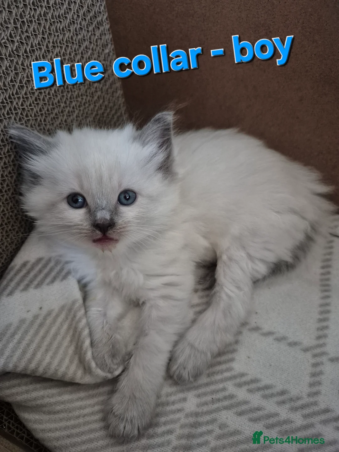 Ragdoll cats for sale: Quality Ragdoll Kittens (3 males, 3 females) - Advert 9
