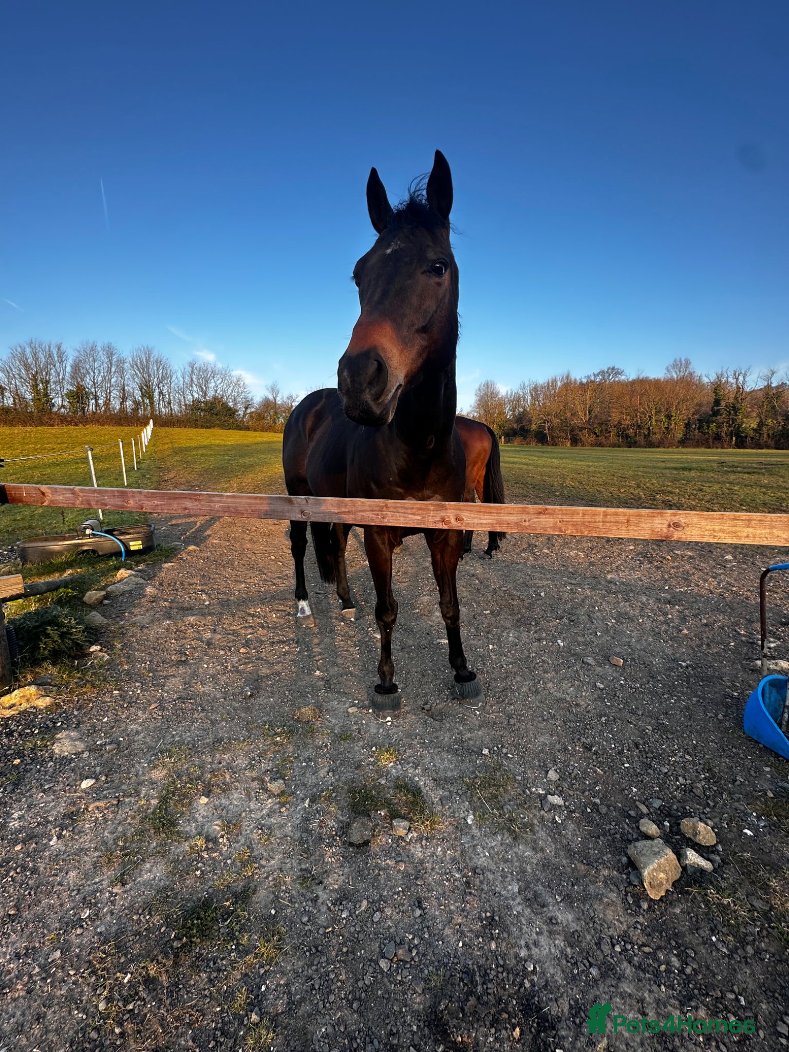 English Thoroughbred horses Project horse - Advert 1