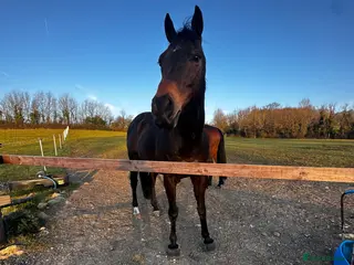 English Thoroughbred horses Project horse - Advert 1