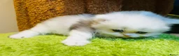 Munchkin cats for sale: Show-Quality Minuet Kittens – Rare in the UK - Advert 10