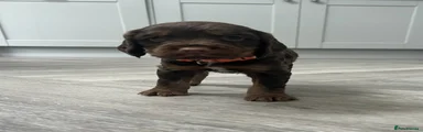 Conker - Orange Collar