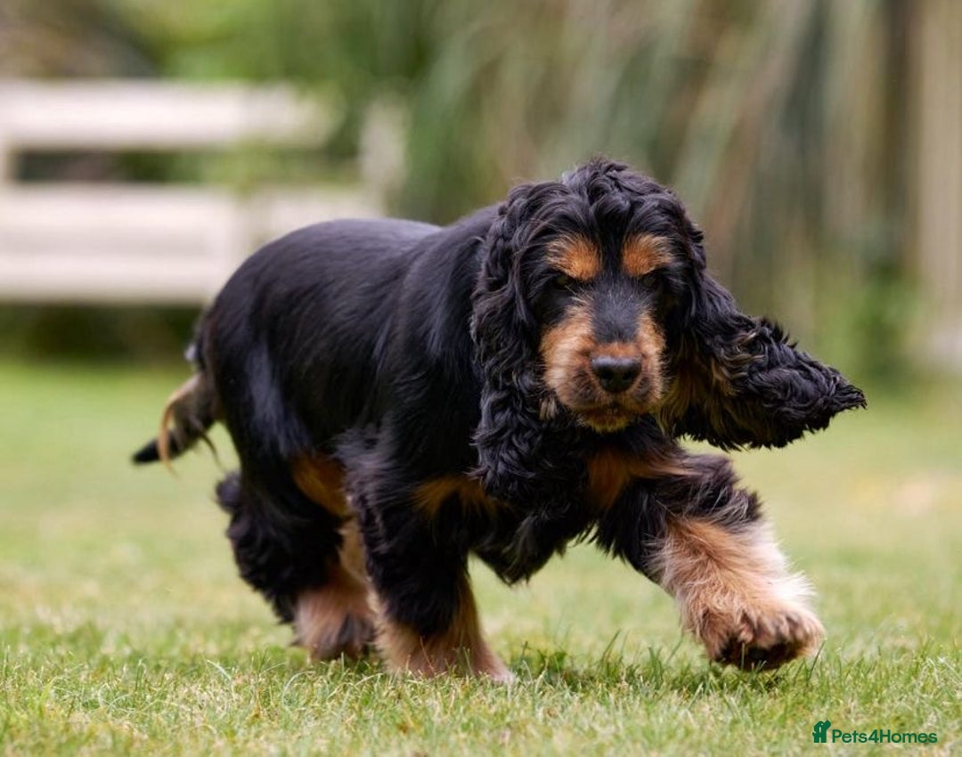 Cocker Spaniel dogs for sale: Show cocker spaniels  - Image 2