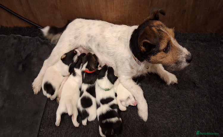 Jack Russell dogs - Advert 4