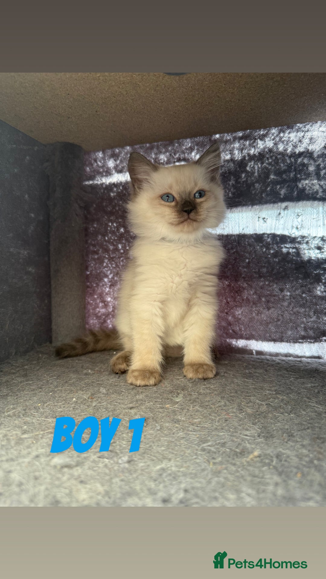 Ragdoll cats for sale: *STUNNING* litter of ragdolls  - Image 14
