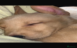 Lurcher dogs for sale: 2 male lurcher pups  - Image 5