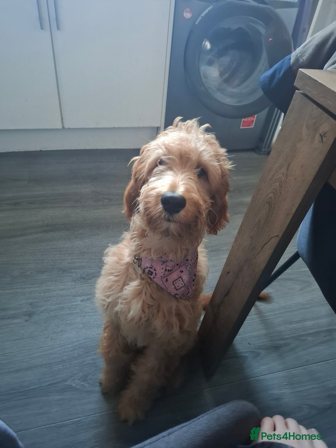 Irish Doodle dogs for sale: Red setter x poodle  - Image 3