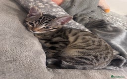 Bengal cats for sale: Mother & Daughter Bengal  - Image 2