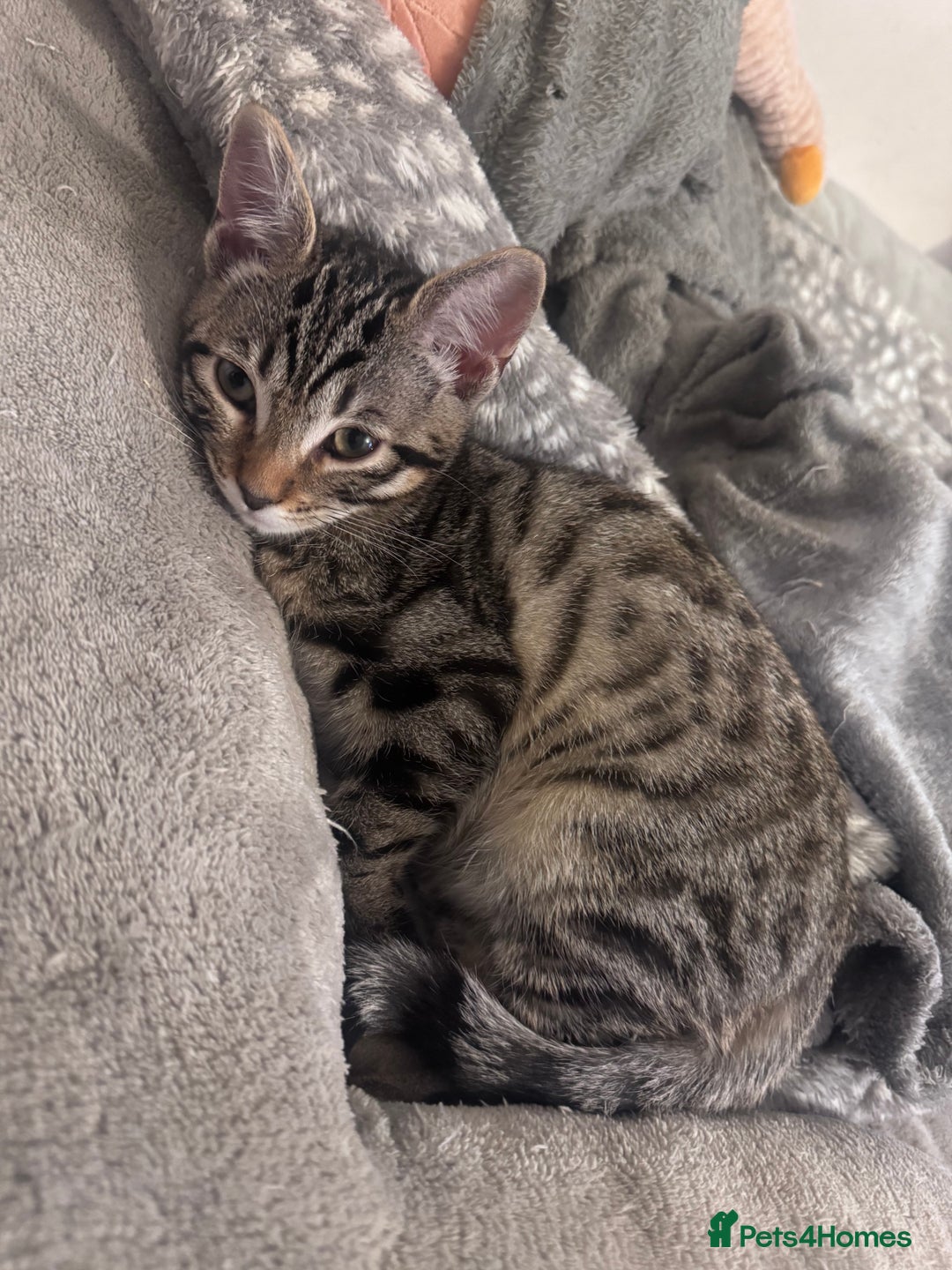 Bengal cats for sale: Mother & Daughter Bengal  - Image 2