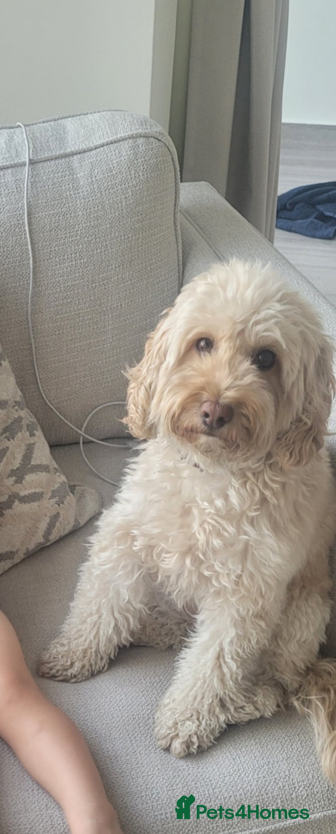 Cockapoo dogs for sale: Cockapoo for sale - Advert 6