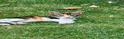 Mixed Breed cats for sale: Mixed breed kittens - Advert 18