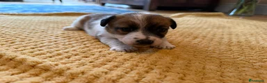 Jack Russell Puppy 5