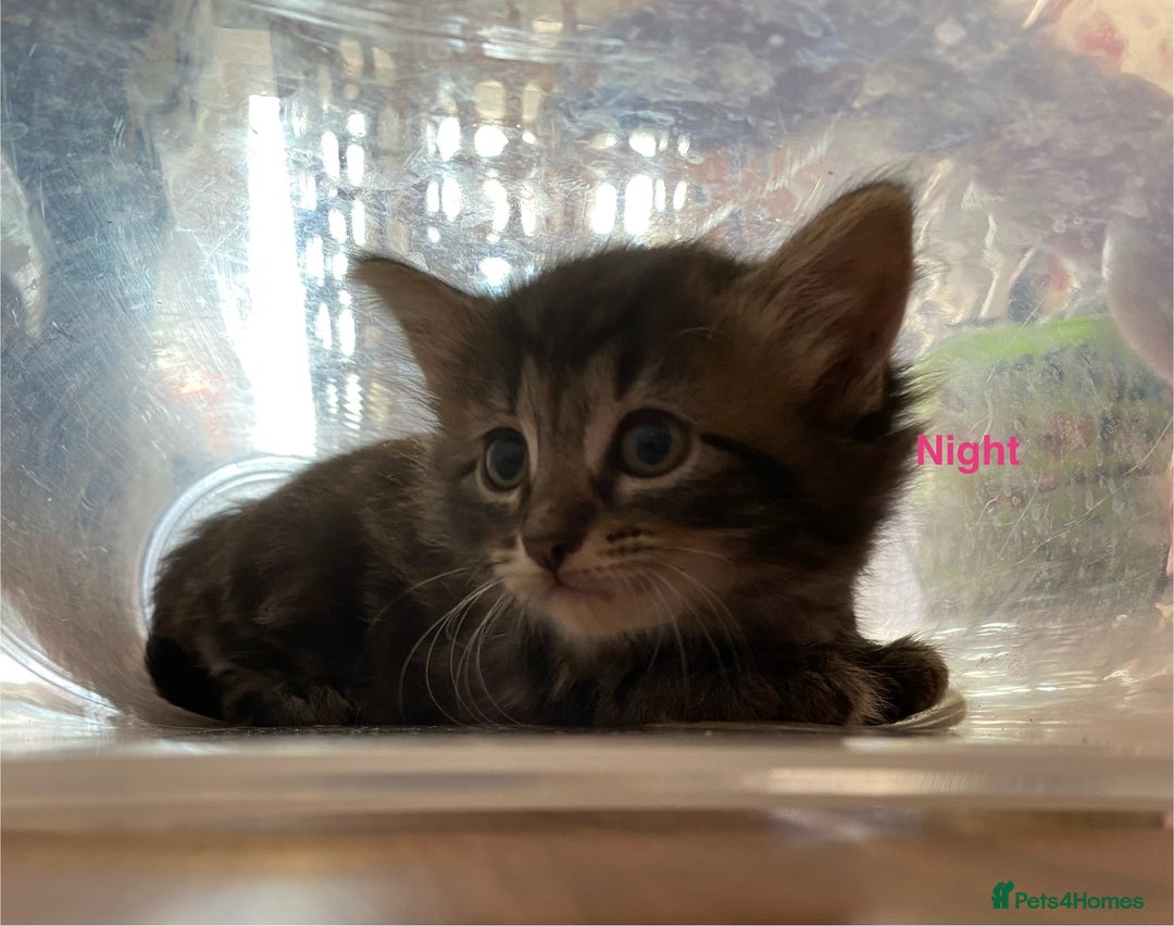 British Shorthair cats for sale: Ready for a loving home now  - Image 14