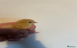 Chickens poultry for sale: HATCHING EGGS - Pekin Bantams  in Warrington - Image 8