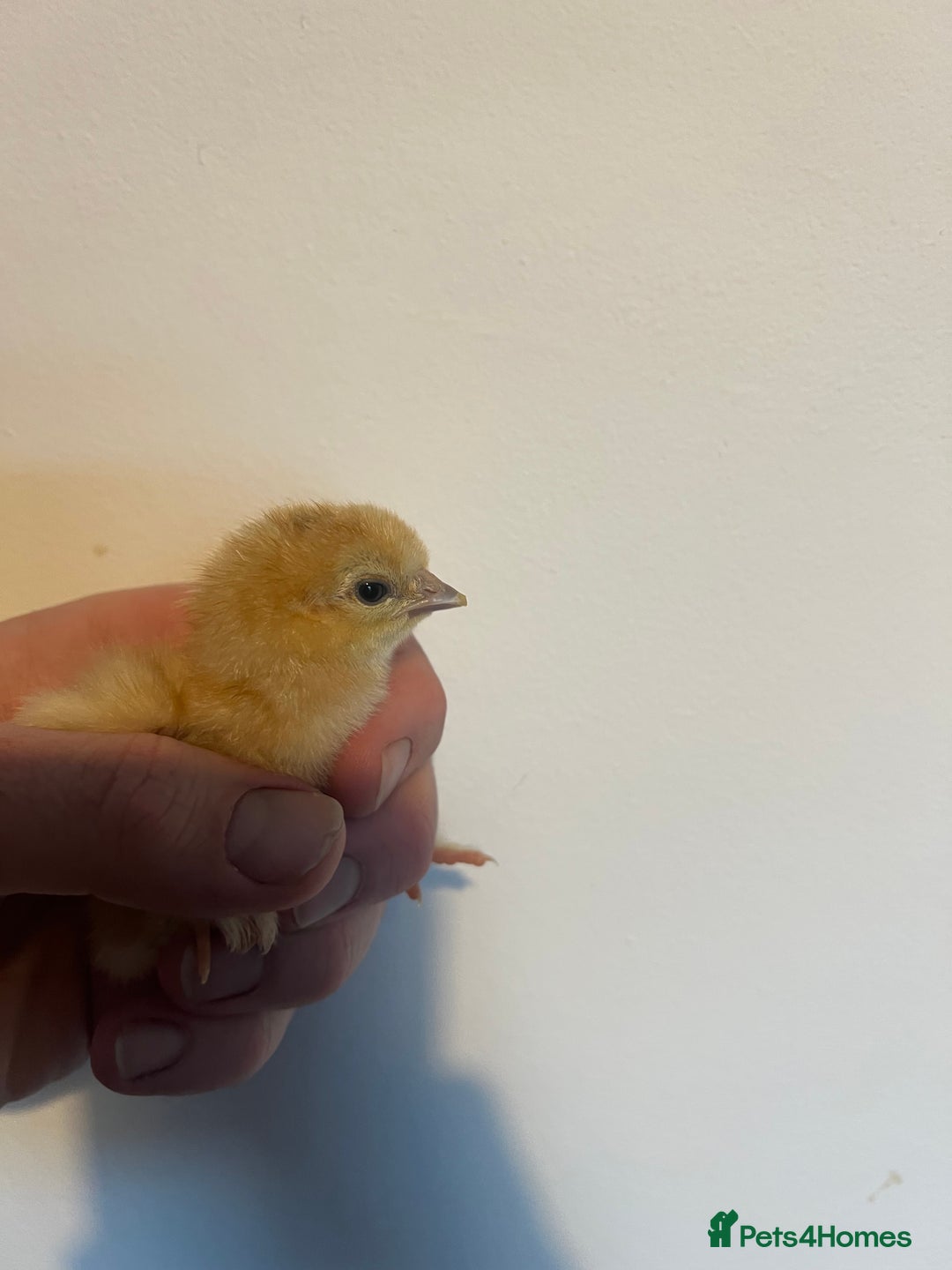 Chickens poultry for sale: HATCHING EGGS - Pekin Bantams  in Warrington - Image 8