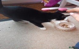 Domestic Shorthair cats for sale: A loving cat.  - Image 2