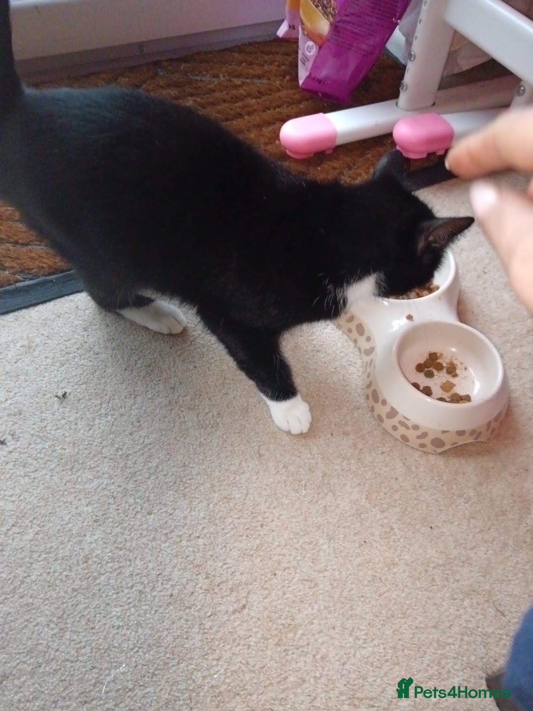 Domestic Shorthair cats for sale: A loving cat.  - Image 2