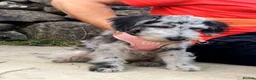 Mixed Breed dogs for sale: Foodle Puppies  - Advert 4