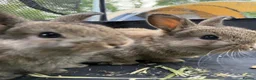 Mini Lop rabbits for sale: 🐰 Pure Bred Mini Lop Bunnies 🐰 - Advert 10