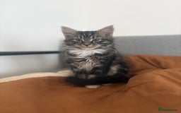 Mixed Breed cats for sale: Gorgeous girl ready for new home - Image 4