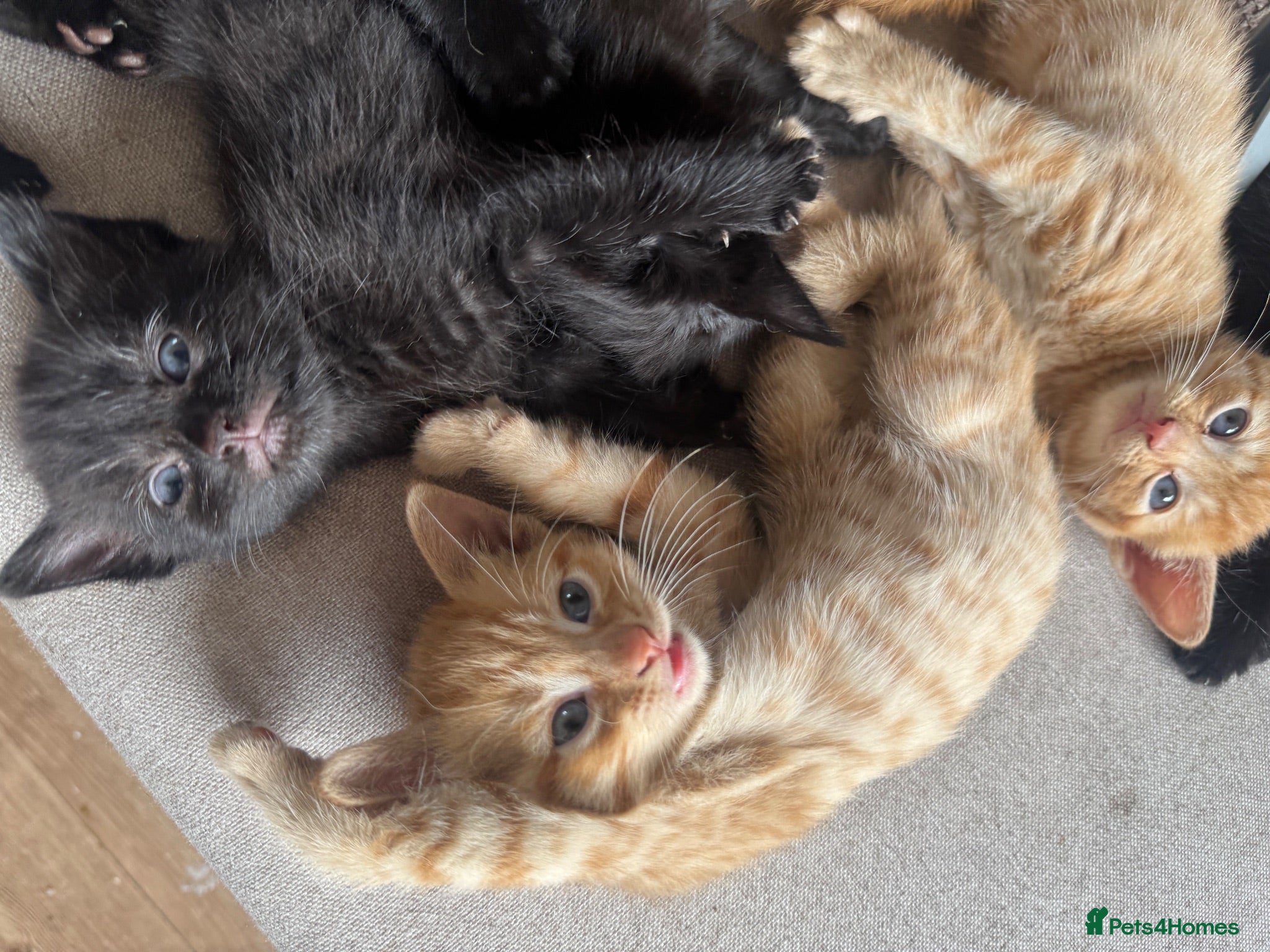 Domestic Shorthair cats Ginger girl/boy Black girl/boy kittens for sale  - Advert 4
