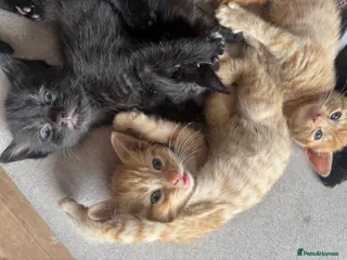 Domestic Shorthair cats Ginger girl/boy Black girl/boy kittens for sale - Advert 4