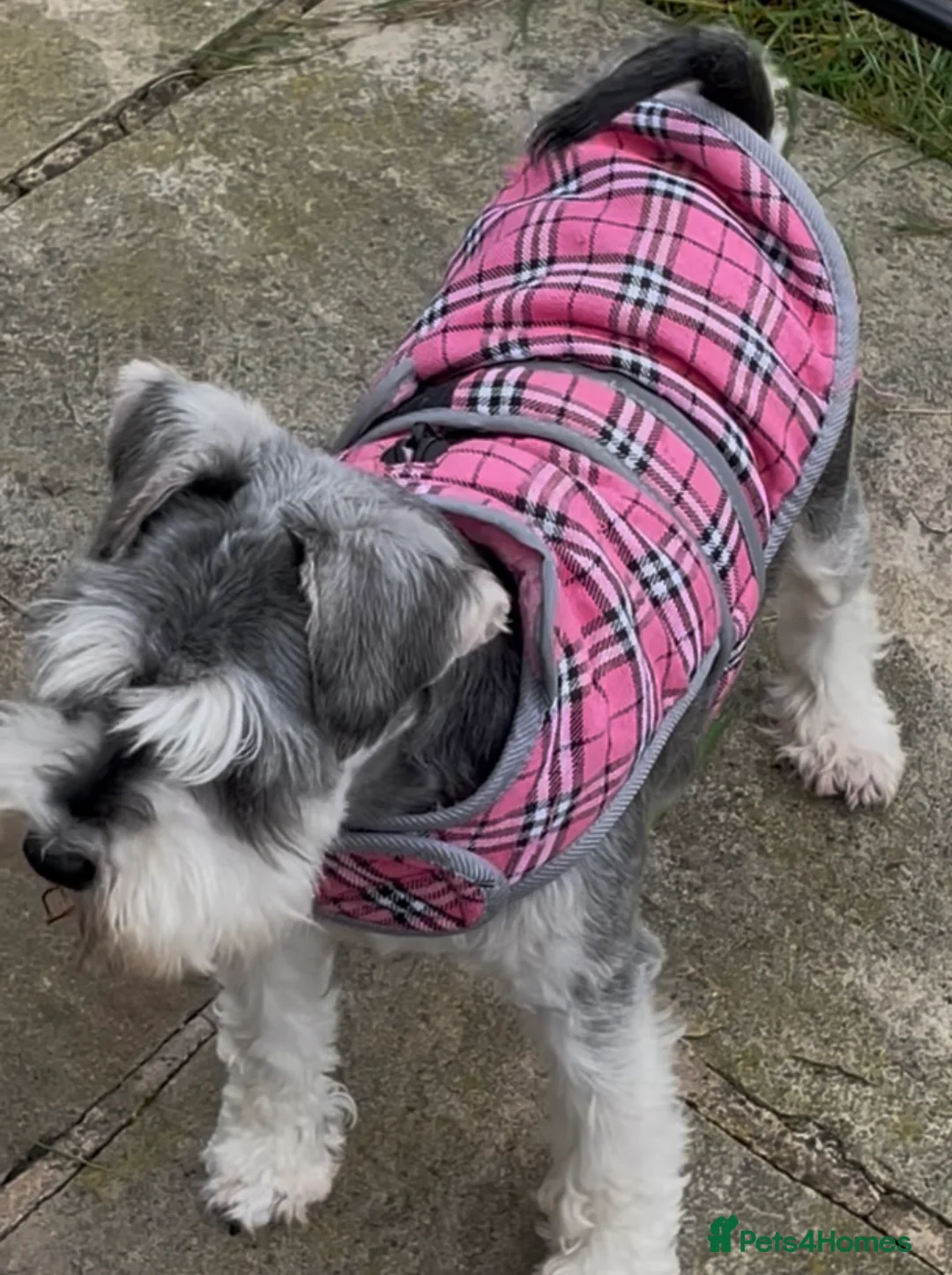 Miniature Schnauzer dogs for sale: KC registered female miniature schnauzer adult  - Advert 5
