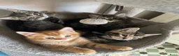 Mixed Breed cats for sale: Adorable Kittens Looking for Their Forever Home - Advert 1