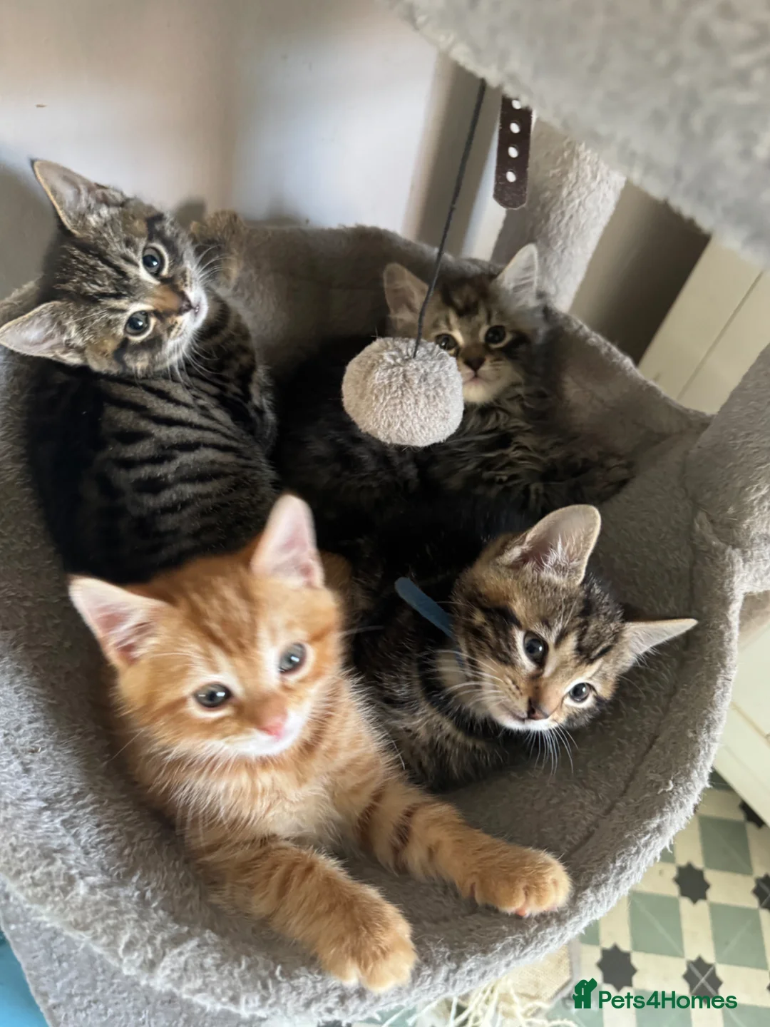 Mixed Breed cats for sale: Adorable Kittens Looking for Their Forever Home - Advert 1