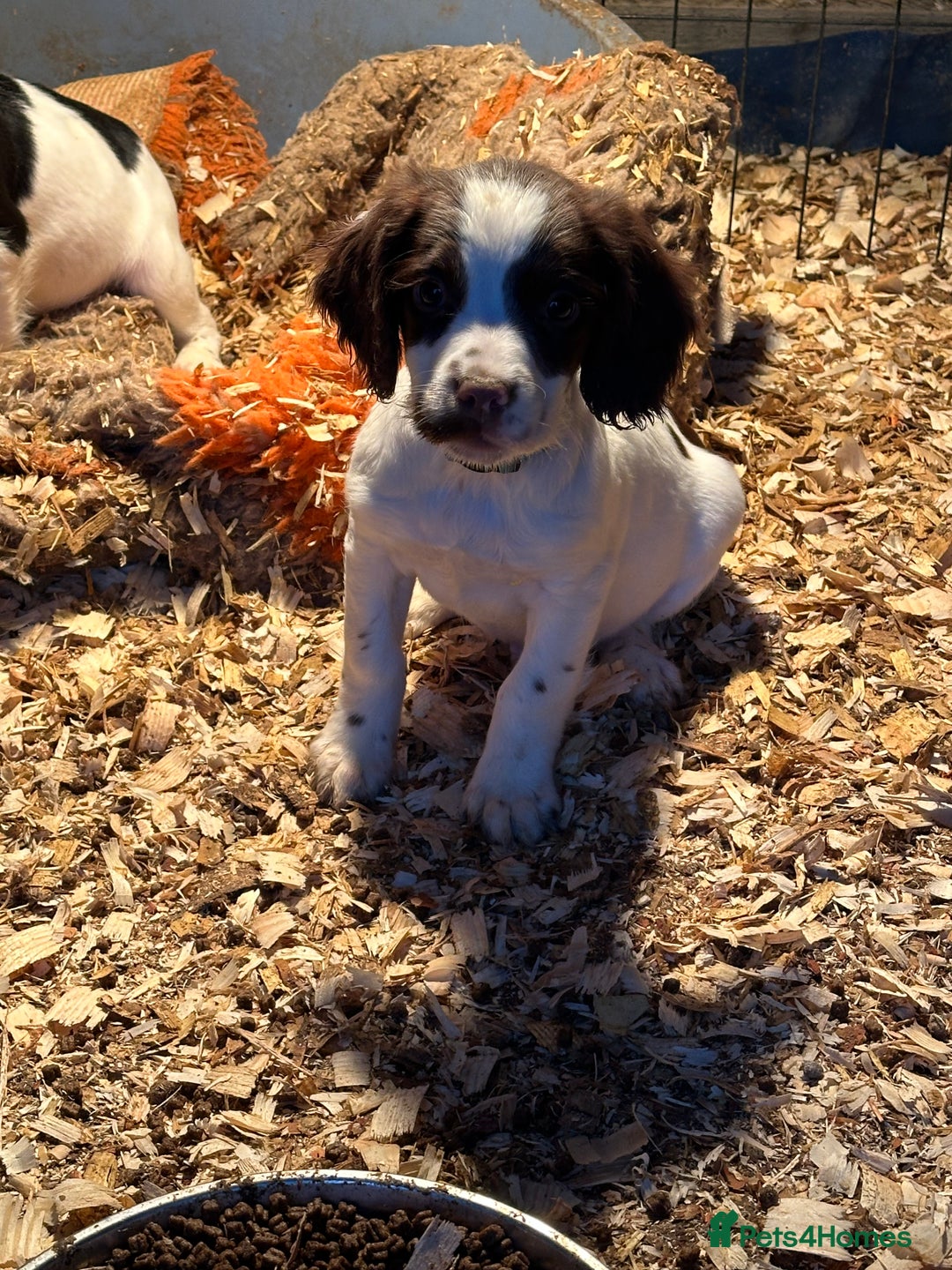 English Springer Spaniel dogs for sale: KC English Springer spaniel puppies  - Advert 25