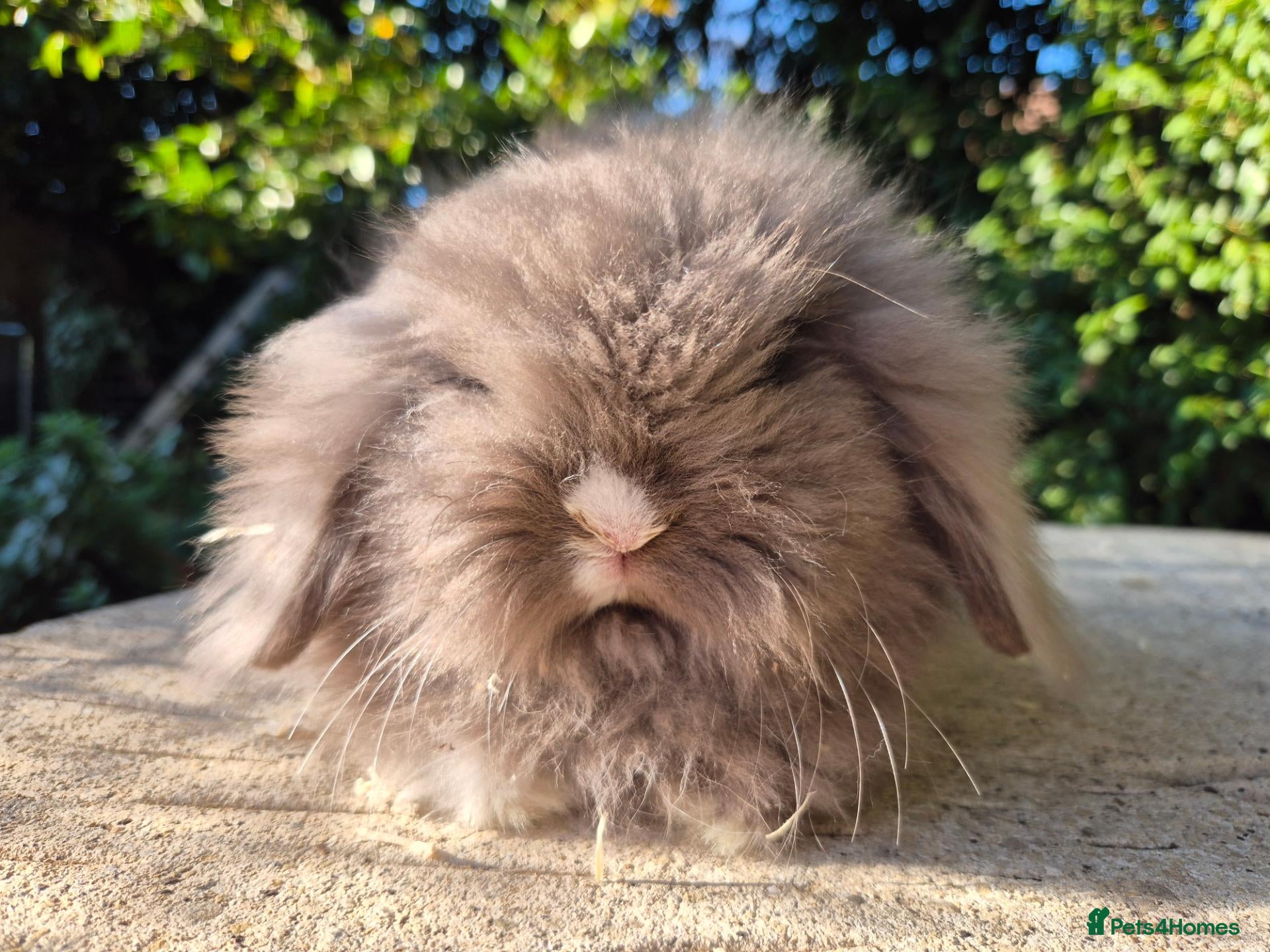Angora rabbits 💙STUNNING TEDDYWIDDER boy- IMPORTED PARENTS 💓 - Advert 1