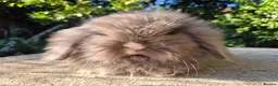 Angora rabbits for sale: 💙STUNNING TEDDYWIDDER boy- IMPORTED PARENTS 💓 - Advert 1