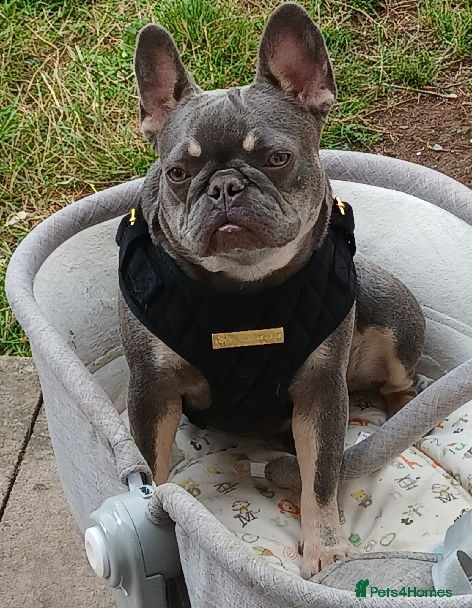 French Bulldog dogs French bulldog ( fluffy bloodline) - Advert 8