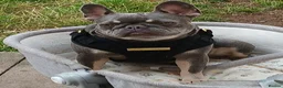 French Bulldog dogs for sale: French bulldog ( fluffy bloodline) - Advert 3