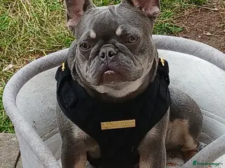 French Bulldog dogs French bulldog ( fluffy bloodline) - Advert 8