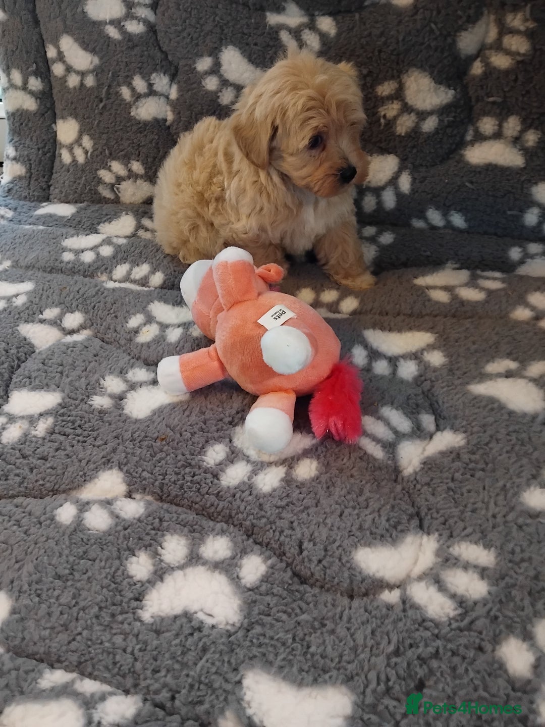 Maltipoo dogs for sale: Maltipoo puppies  - Advert 22