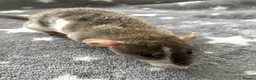 Rat rodents for sale: Baby Dumbo Dwarf Rats Male And Female  - Advert 7