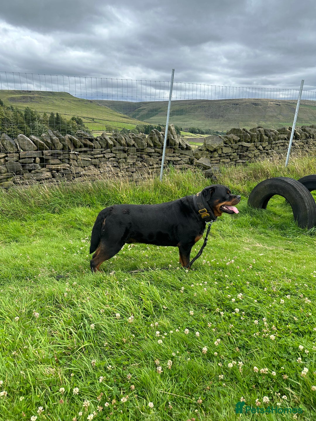 Rottweiler dogs for stud: Working Line German Rottweiler FaloconestFor Stud in Oldham - Advert 6