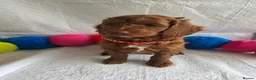 Irish Doodle dogs for sale: 👑Finest Quality Deepest Red Irish Doodles👑 - Advert 9