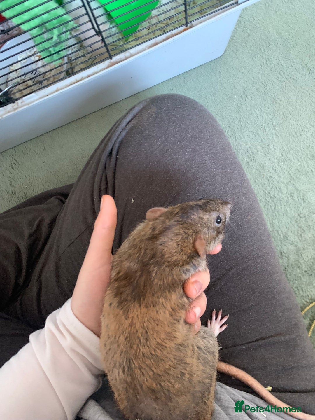 Rat rodents for sale: Dustin and Eddie are looking for a new home. - Advert 2