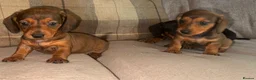 Dachshund dogs for sale: Stunning mini dachshund puppies! - Advert 11