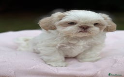 Shih Tzu dogs for sale: Stunning tiny imperial karashishi puppies - Image 20