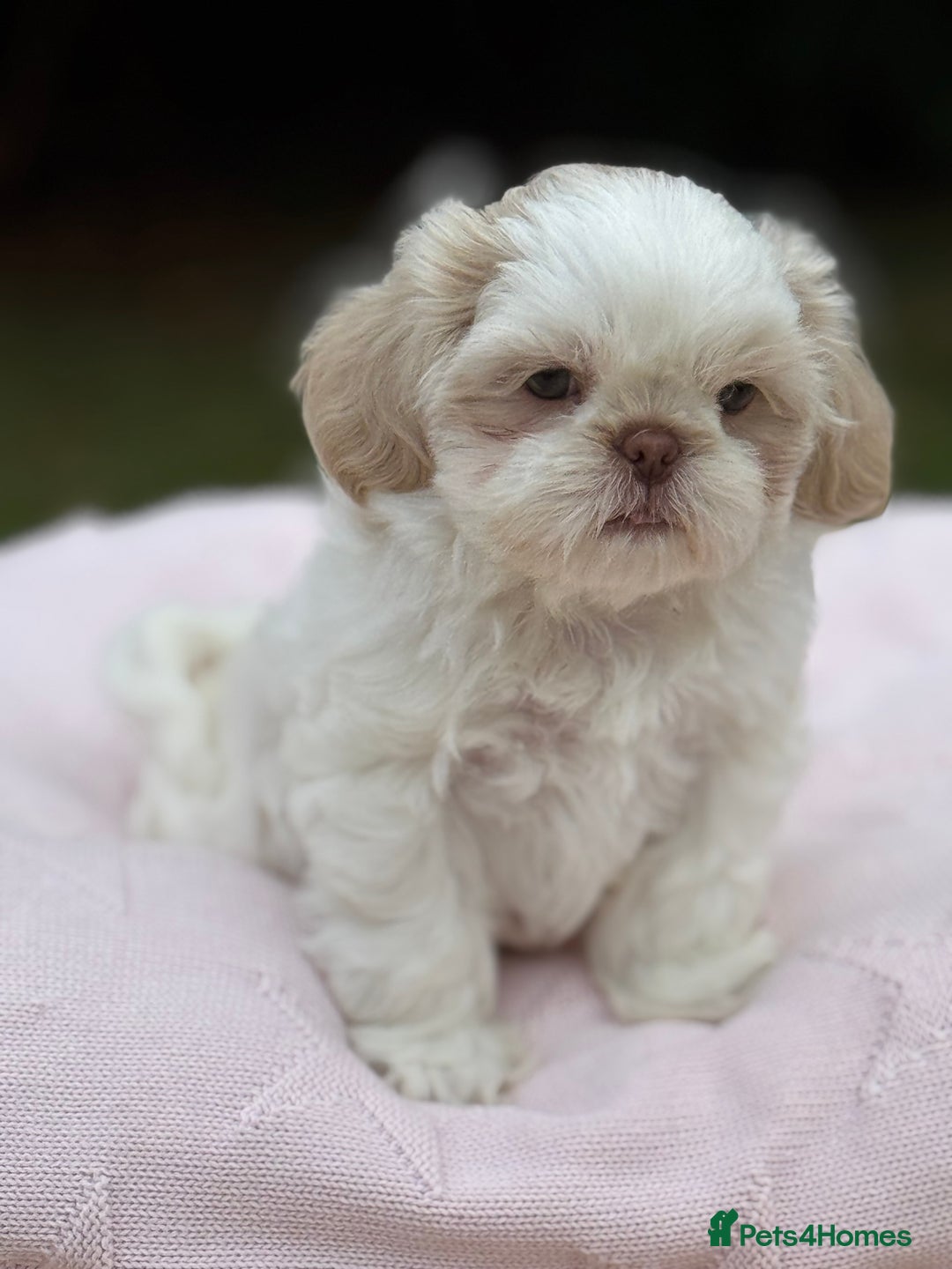 Shih Tzu dogs for sale: Stunning tiny imperial karashishi puppies - Image 20