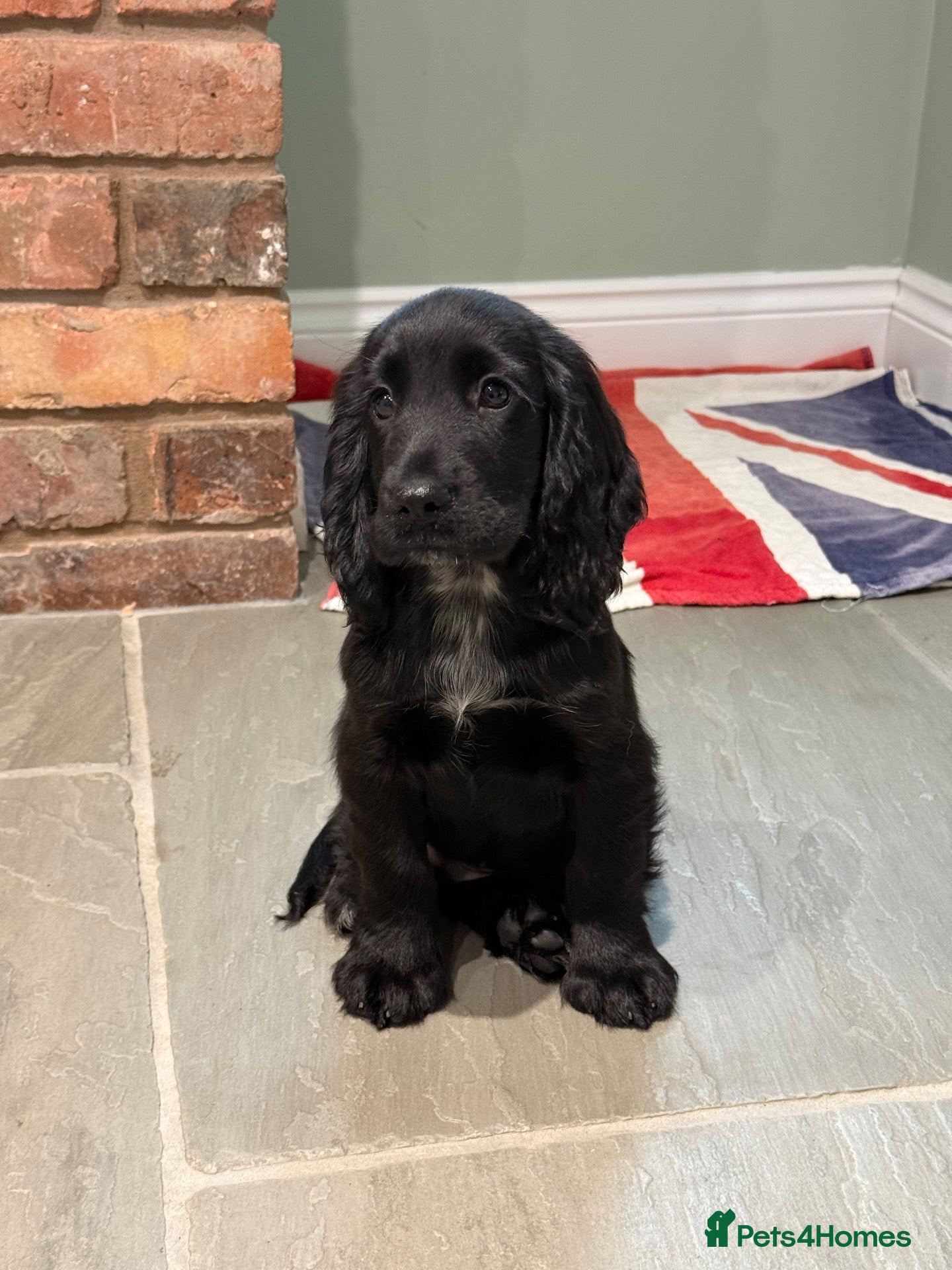 Cocker Spaniel dogs Black MALE Cocker Spaniel puppy - Advert 2