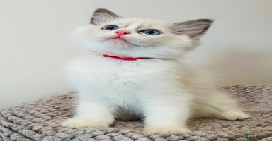 Ragdoll cats - Advert 14
