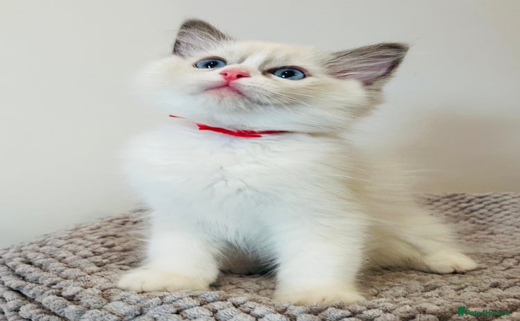 Ragdoll cats - Advert 6