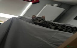 Bengal cats for sale: Sensational Silver Bengal boy requires new family  - Image 13