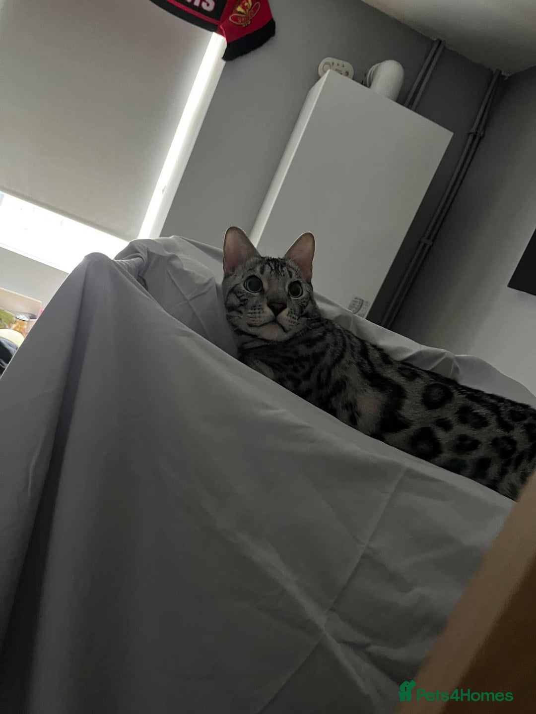 Bengal cats for sale: Sensational Silver Bengal boy requires new family  - Image 13