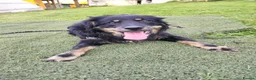 Mixed Breed dogs for adoption: Alexander - Advert 6