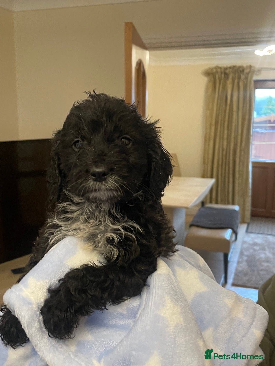 Cockapoo dogs for sale: 🐾 Beautiful Cockapoo Puppies for Sale 🐾 - Advert 9