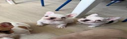 French Bulldog dogs for sale: Last 3 Girls left! Ready to leave!  - Advert 24